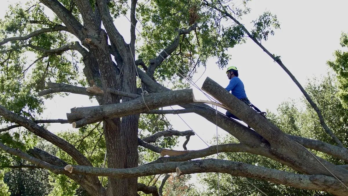 Professional Crown Thinning performed by certified arborists in Ishpeming